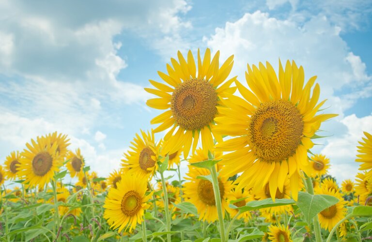 【長崎市】7月・8月の「抜けないだるさ」…それ、夏バテではなく【自律神経の乱れ】かもしれません
